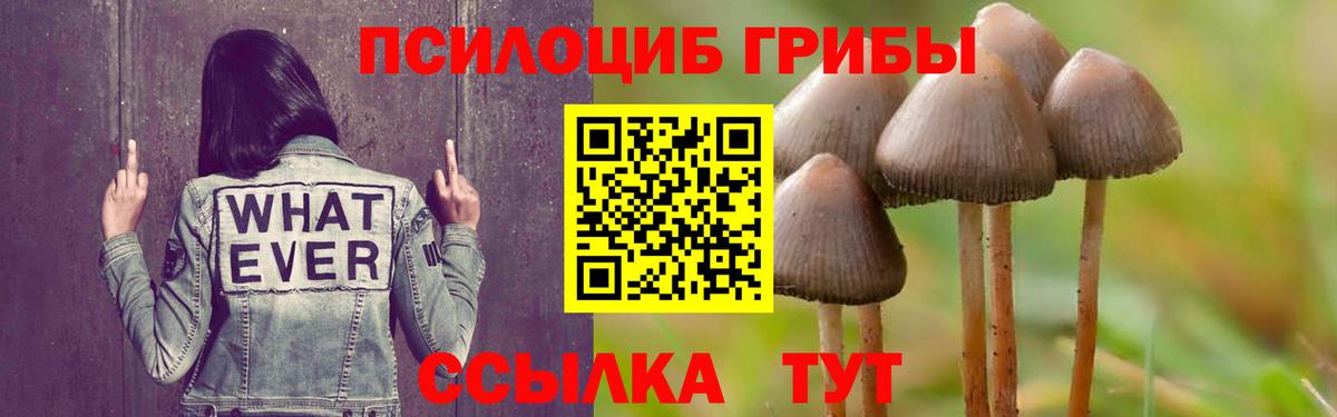 Шелехов  Галлюциногенные грибы Psilocybine cubensis  закладки  Вход с VPN 